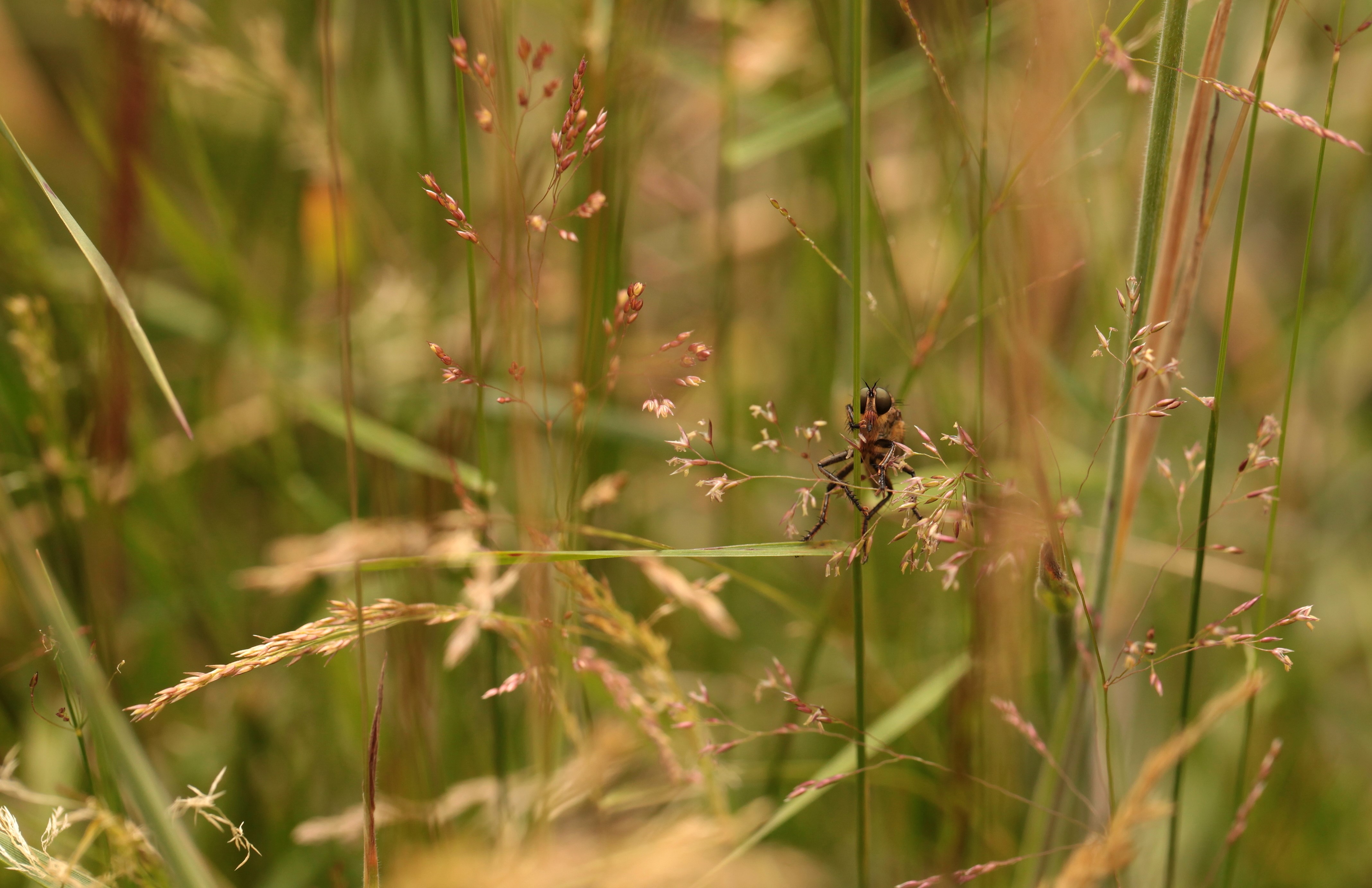 In welke categorie hoort hij thuis?